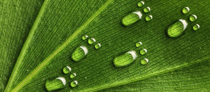 Ein Blatt mit Pfoten geformten Tropfen.